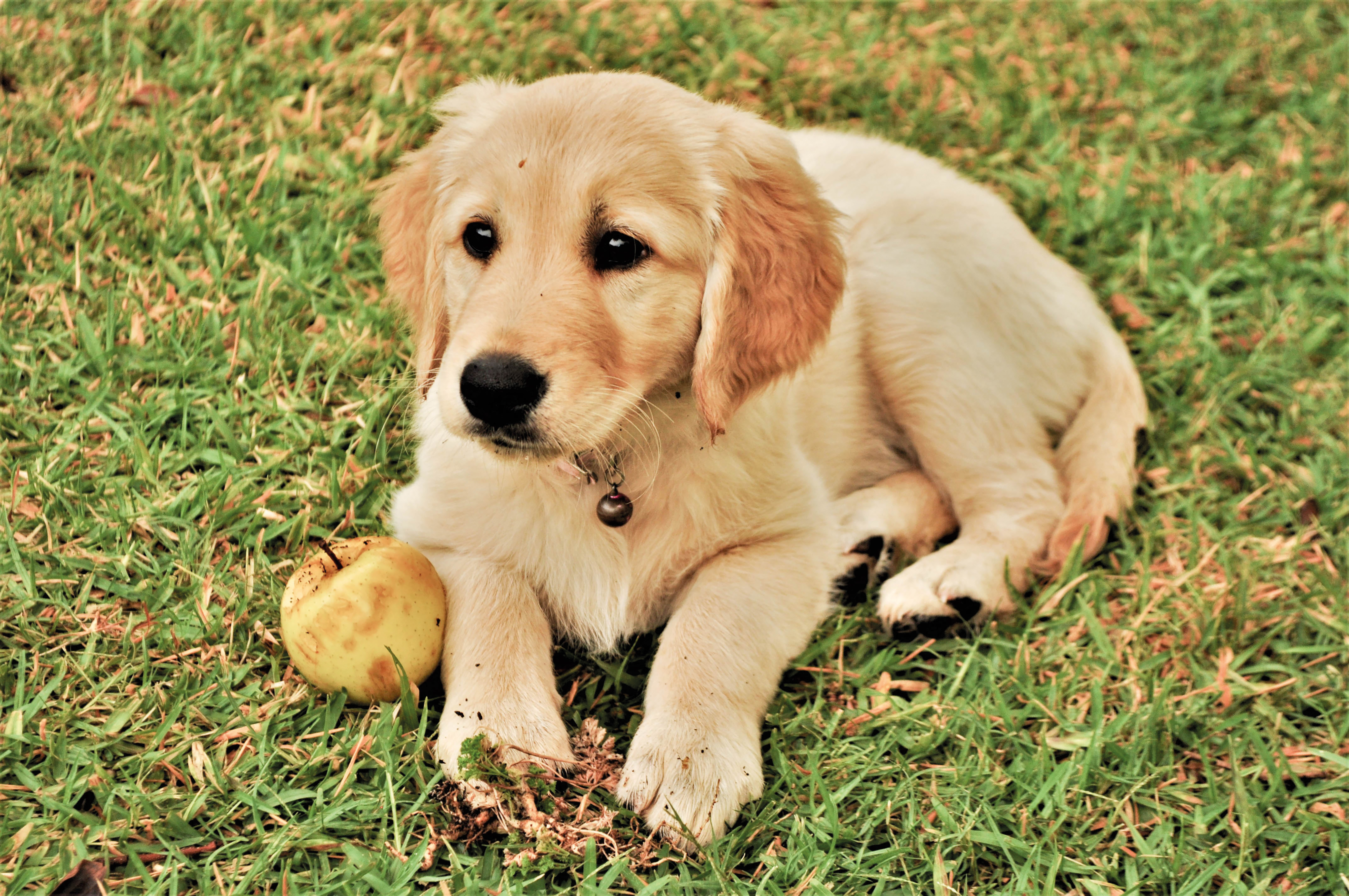 Your Guide to Guide Dogs