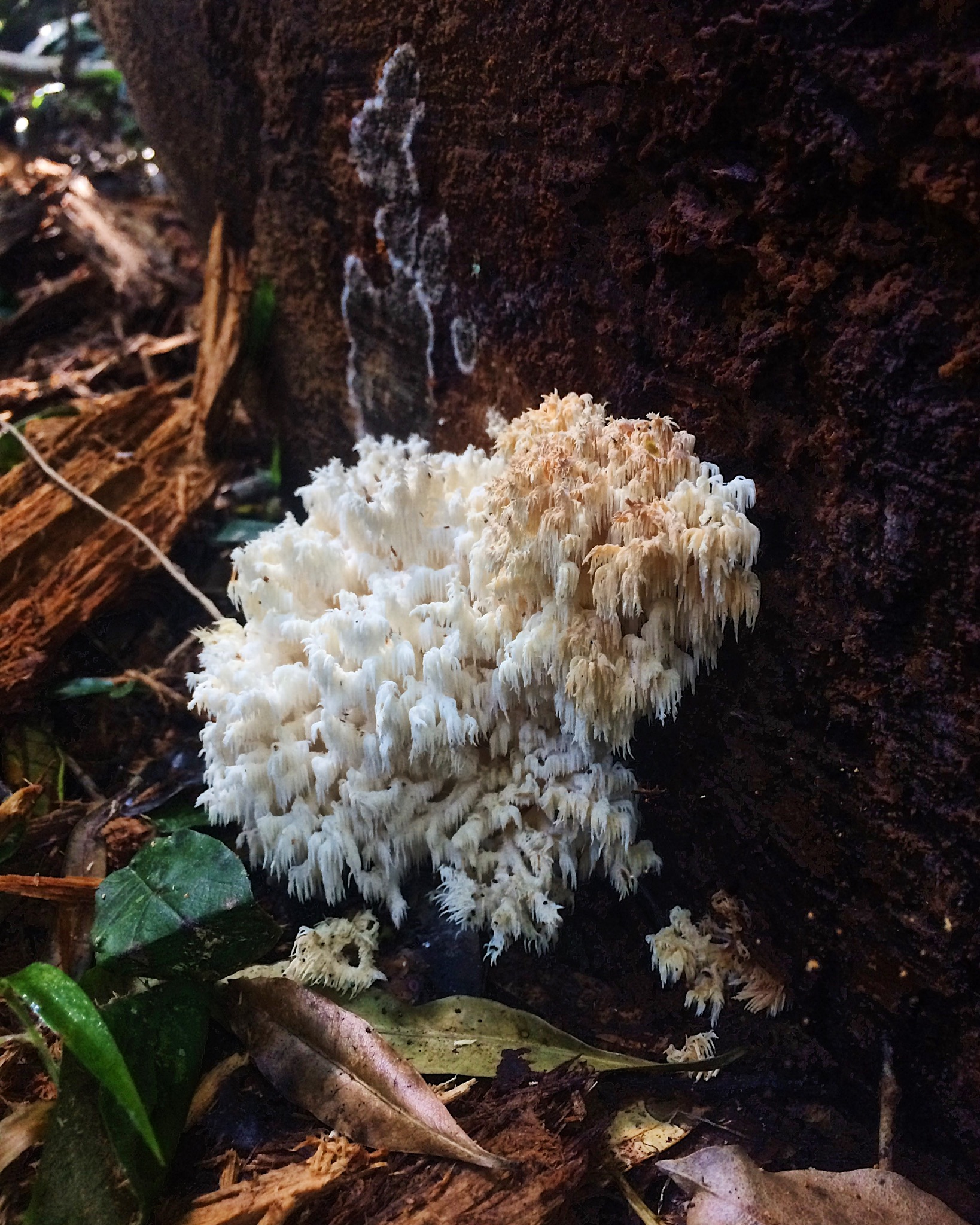 Stellenbosch honours student discovers new mushroom species endemic to SA