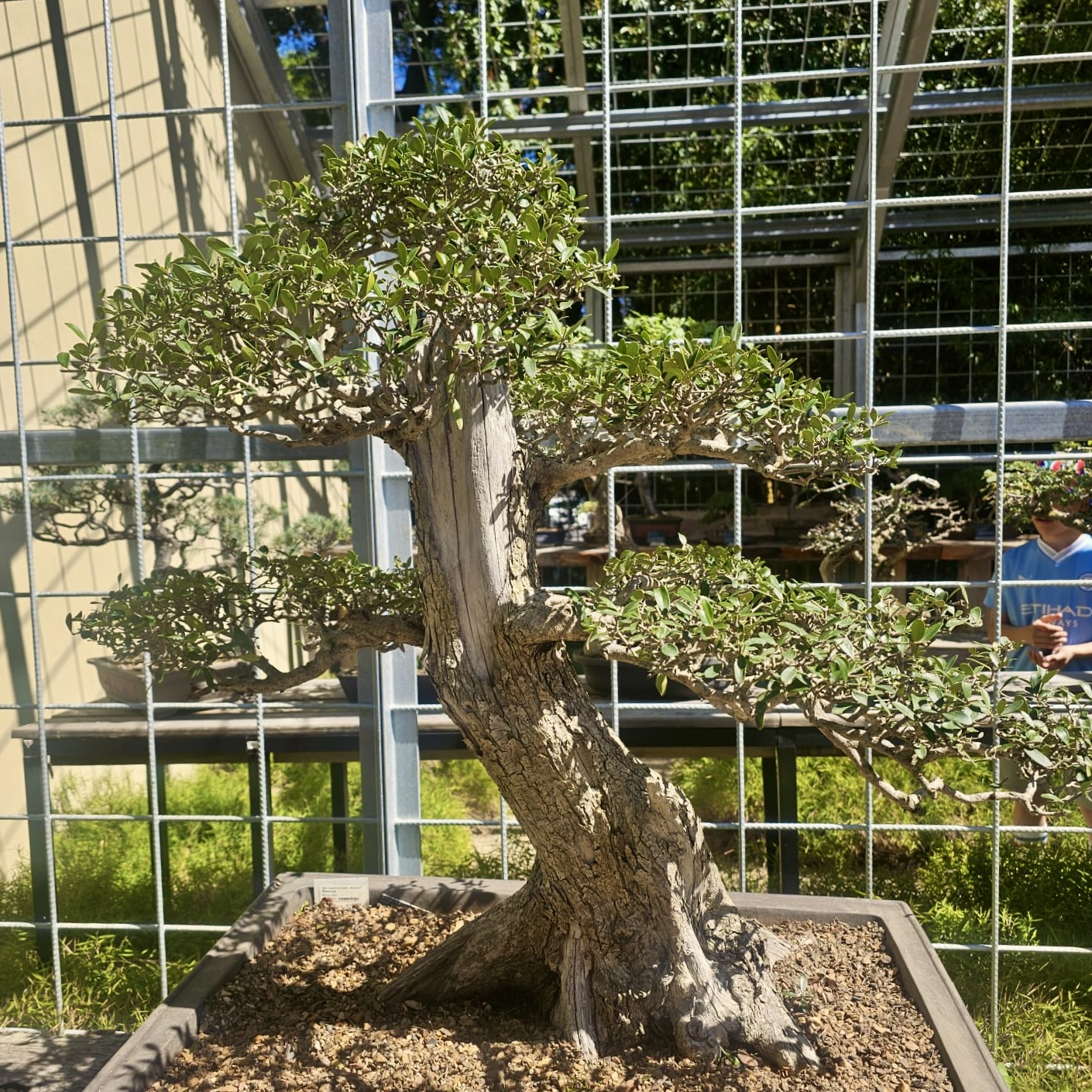 Japan Day 2025: A celebration of Japanese culture